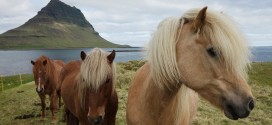 Icelandinc horses